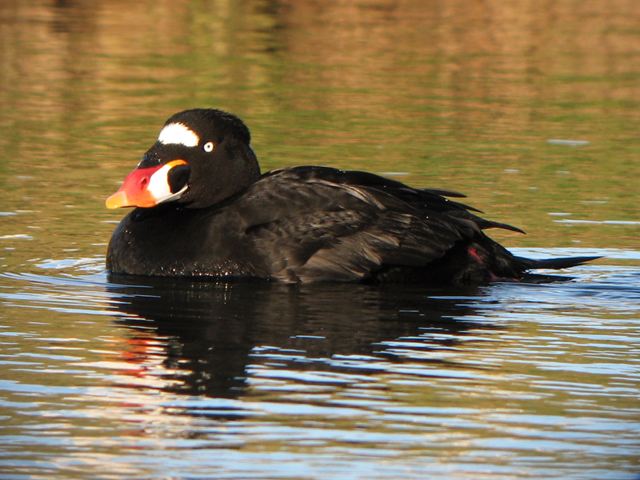Surf Scoter